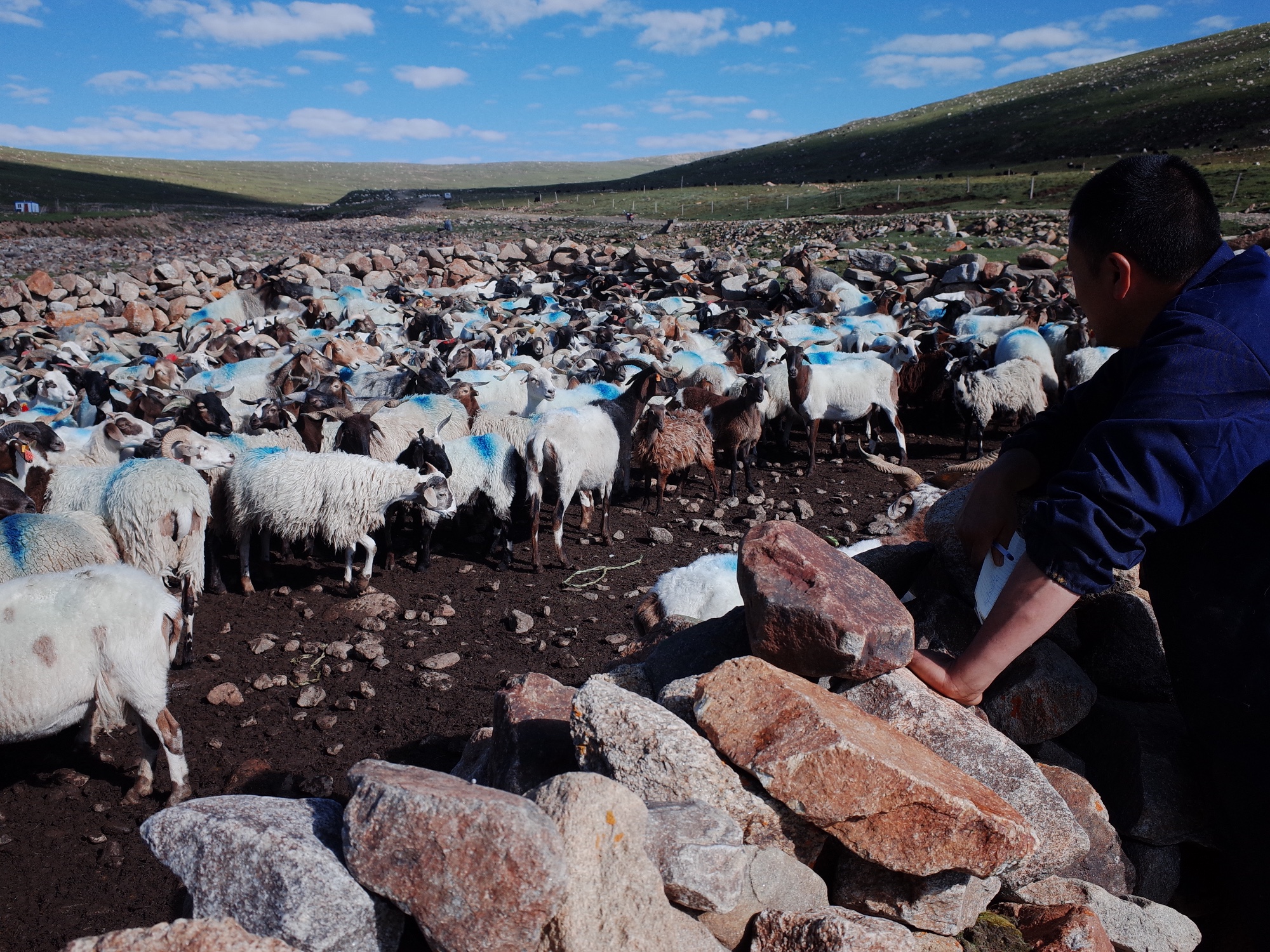 Ongoing Pastoral Fieldwork — R0038359.JPG