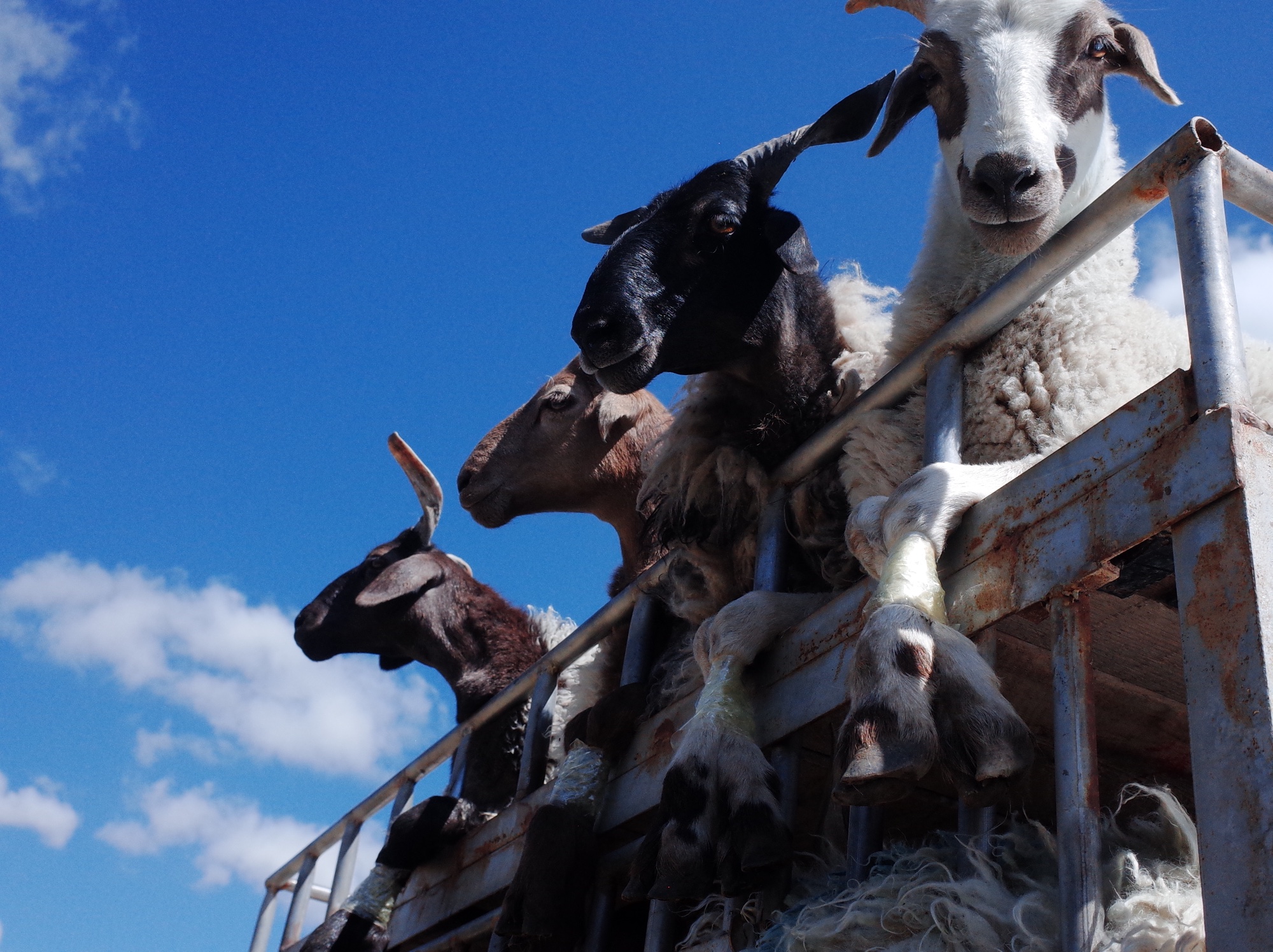 Ongoing Pastoral Fieldwork — R0038419.JPG