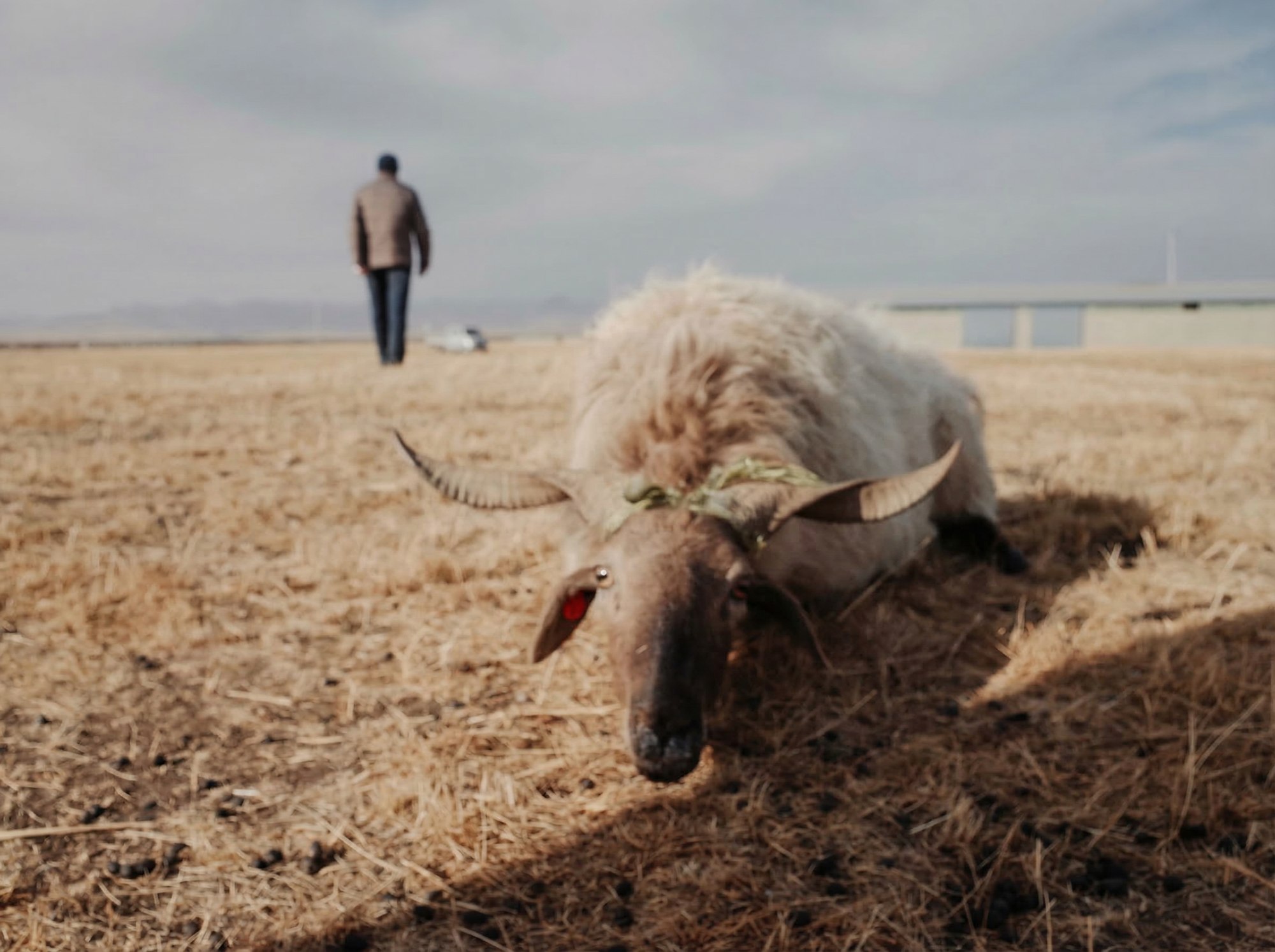 Ongoing Pastoral Fieldwork — 7d59ff25-4f4f-4d22-b073-403518c99494.JPG