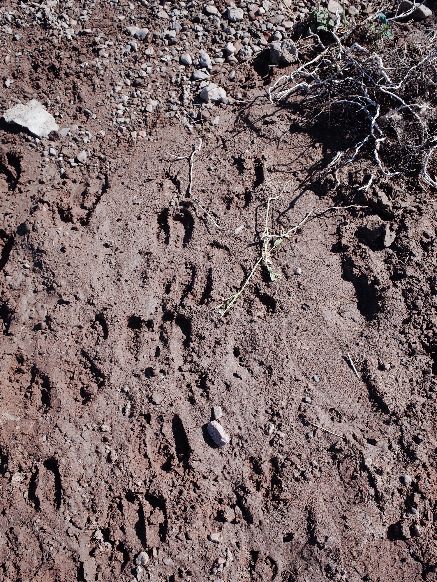 Ongoing Pastoral Fieldwork — R0038336.JPG